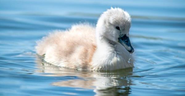 baby swan closeup