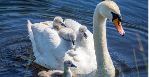 baby swans taking a ride