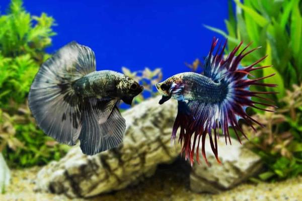 How long do siamese fighting fish live?
