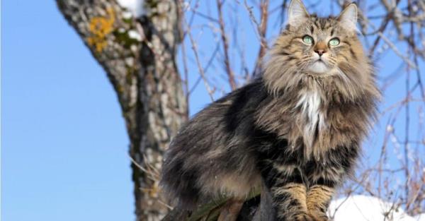Stro<em></em>ngest cats - norwegian forest cat