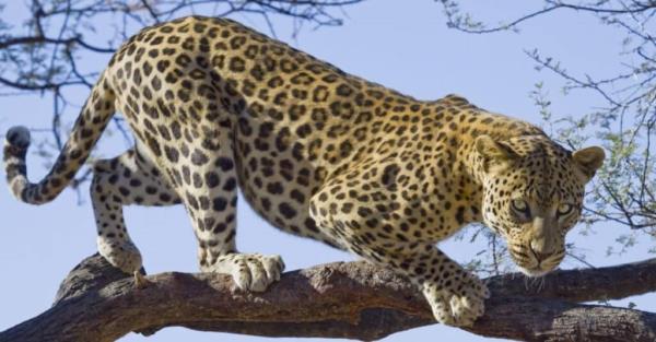 Stro<em></em>ngest cats - Leopard