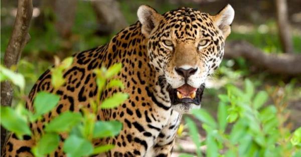 Stro<em></em>ngest cats - Jaguar
