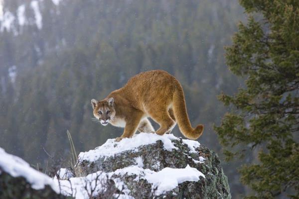 Stro<em></em>ngest cats - Cougar